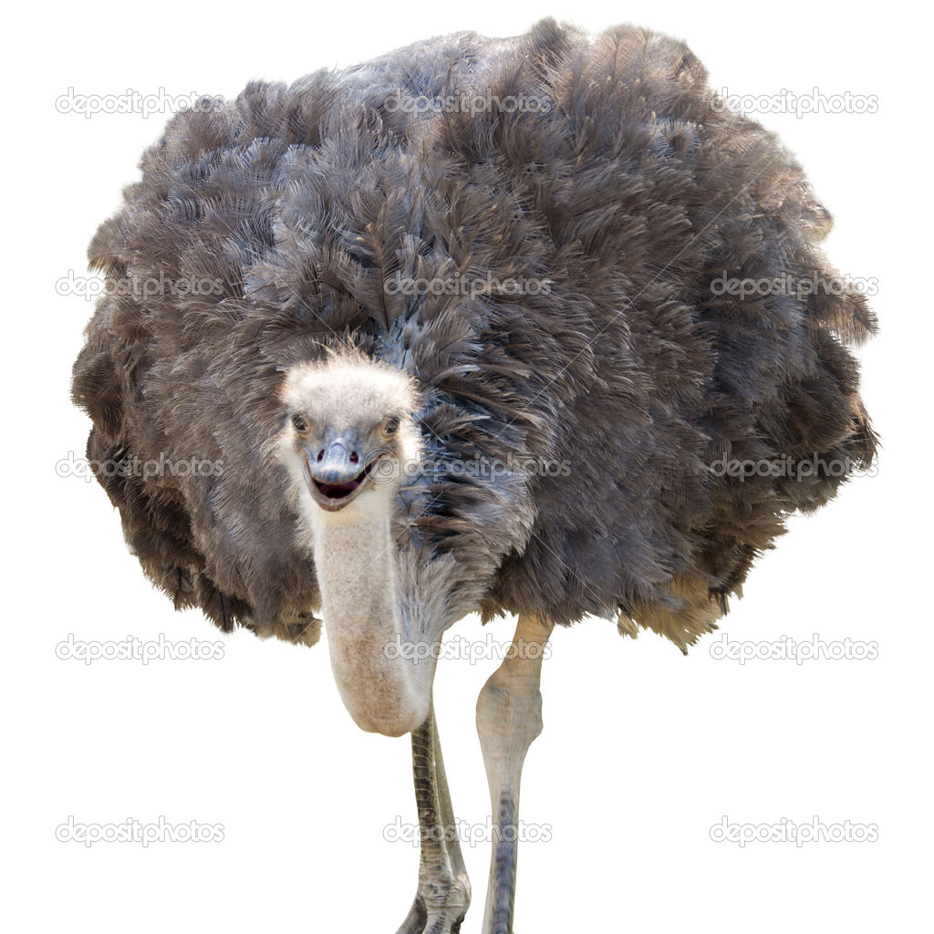 Isolated Ostrich