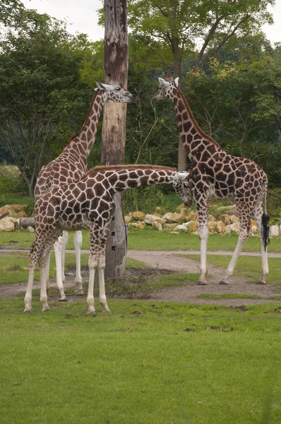 Giraffen — Stockfoto