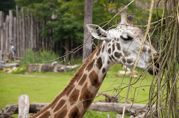 Giraffe — Stockfoto