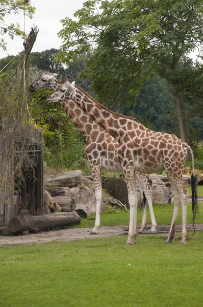 Giraffen — Stockfoto