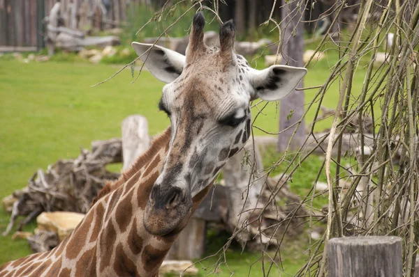 Giraffa — Foto Stock