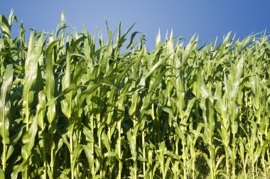 izole Mısır alanları