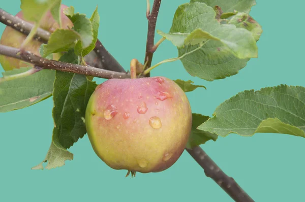 Manzana aislada — Foto de Stock