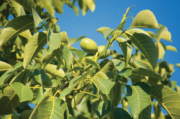 Walnuts Isolated — Stock Photo, Image