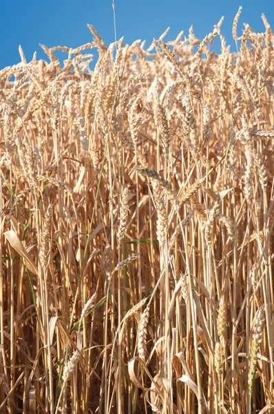 Pšeničná pole, samostatný — Stock fotografie