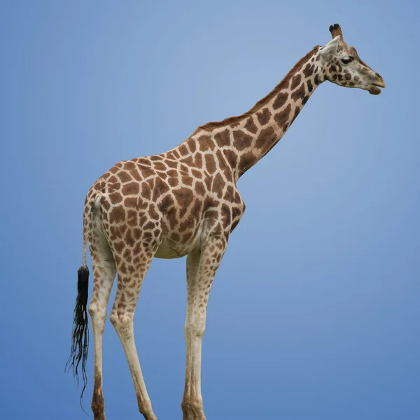 孤立的长颈鹿 — 图库照片