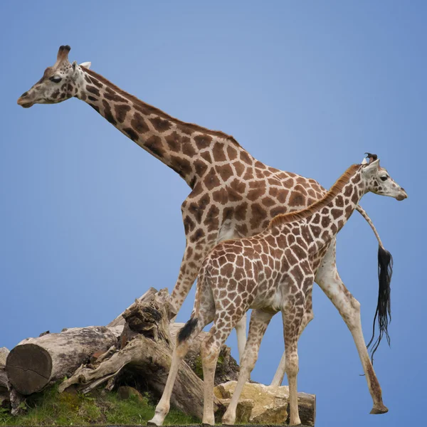 Giraffen geïsoleerd — Stockfoto