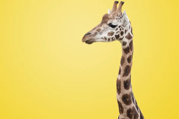 孤立的长颈鹿 — 图库照片