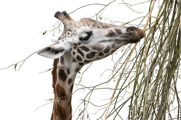 Giraffe isoliert — Stockfoto