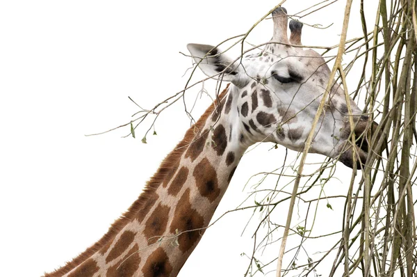 Жираф изолирован — стоковое фото