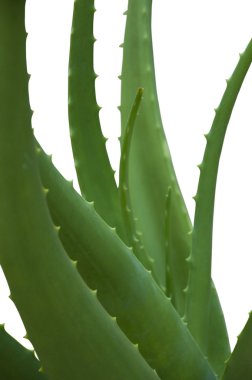 aloe vera izole