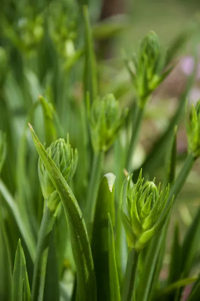 Knospen der Tuberose — Stockfoto