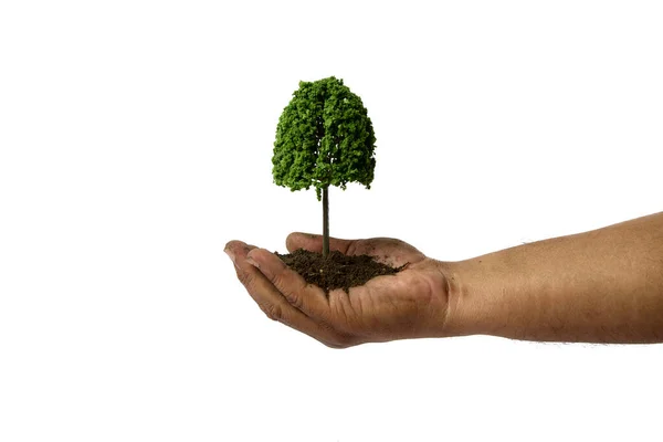 Close Männliche Hand Seite Hält Baum Isoliert Auf Weißem Hintergrund — Stockfoto