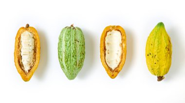 Üst görünüm taze kakao meyveleri ve yarım dilimlenmiş kakao çeşitleri beyaz arka planda izole.