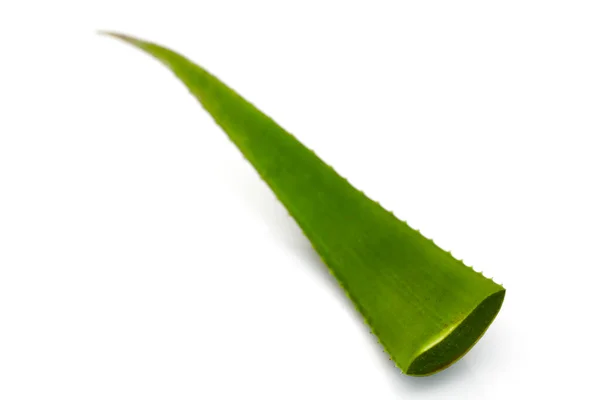 Friss Zöld Aloe Vera Levelek Szeletek Elszigetelt Fehér Alapon Felülnézeti — Stock Fotó