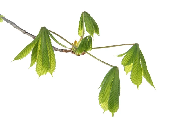 Young branch of horse chestnut tree, isolated on white — Stock Photo, Image