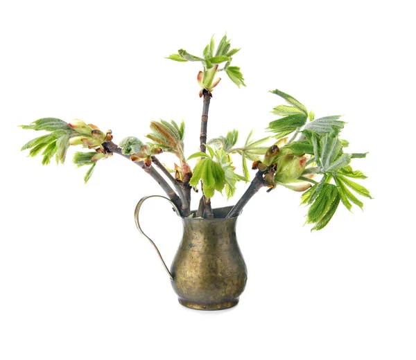 Young branch of horse chestnut tree in copper jug, isolated on white — Stock Photo, Image