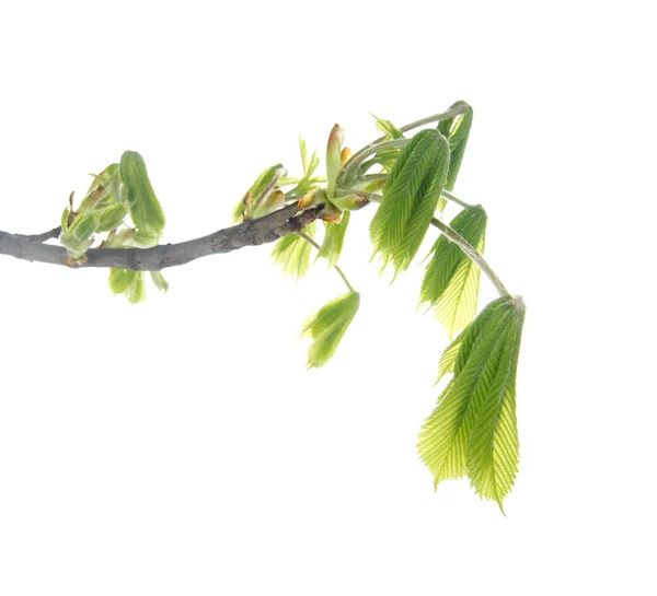 Young branch of horse chestnut tree, isolated on white — Stock Photo, Image