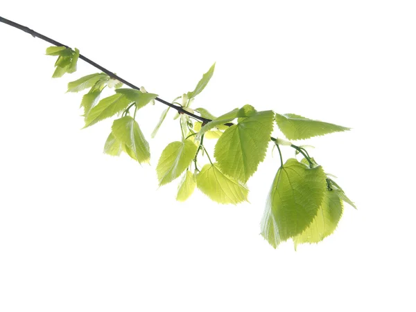 Young branch , isolated on white — Stock Photo, Image