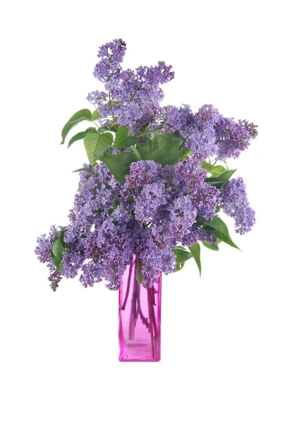 Bouquet of lilac in a vase isolated on a white background — Stock Photo, Image