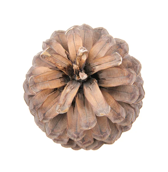 Fir cone isolado no fundo branco — Fotografia de Stock