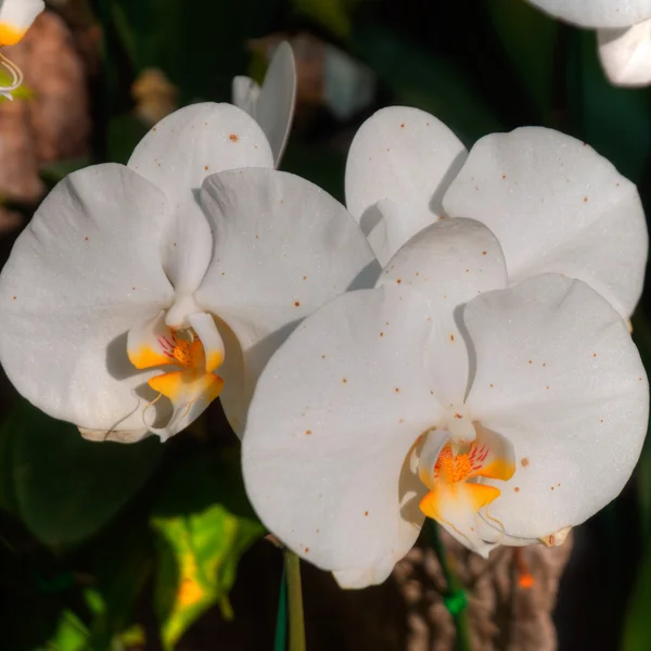 Orchidee — Stockfoto