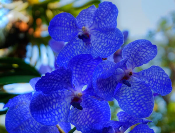 Orchidee — Stockfoto