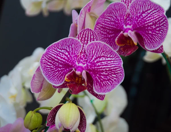 Orchidee — Stockfoto