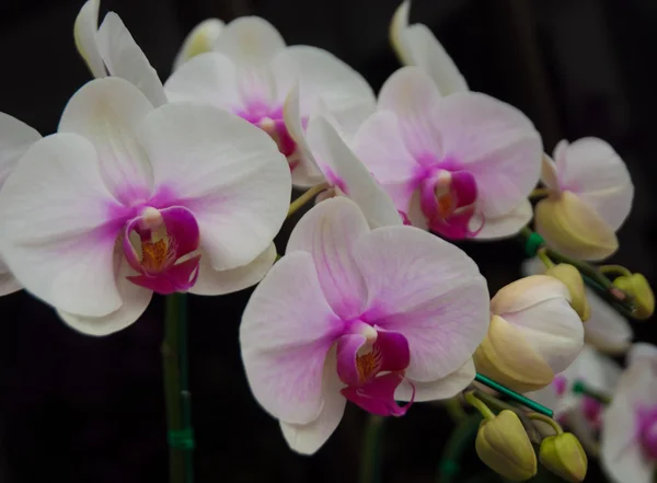 Orchidee — Stockfoto