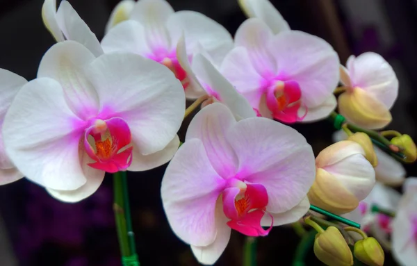 Orchidee — Stockfoto