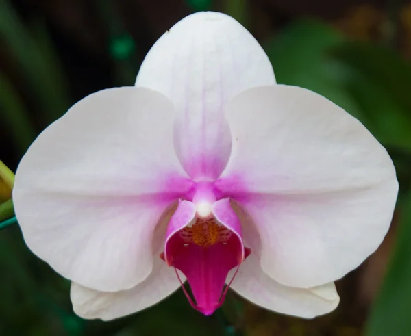 Orchidee — Stockfoto