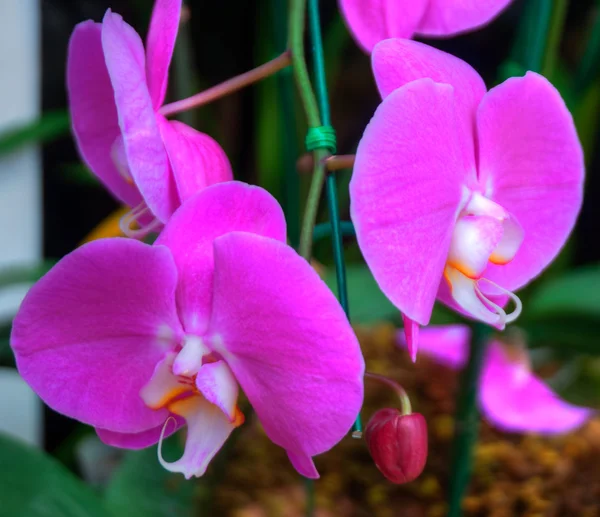 Orchidee — Stockfoto