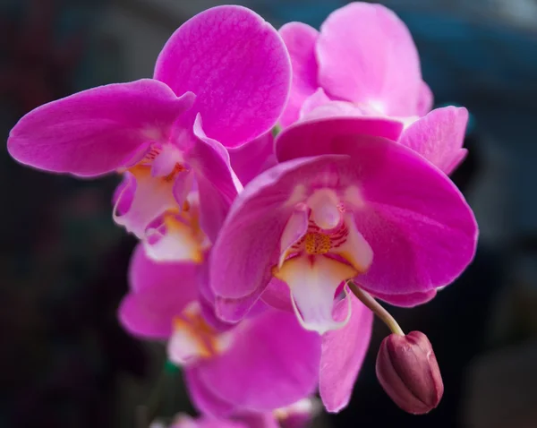 Orchidee — Stockfoto