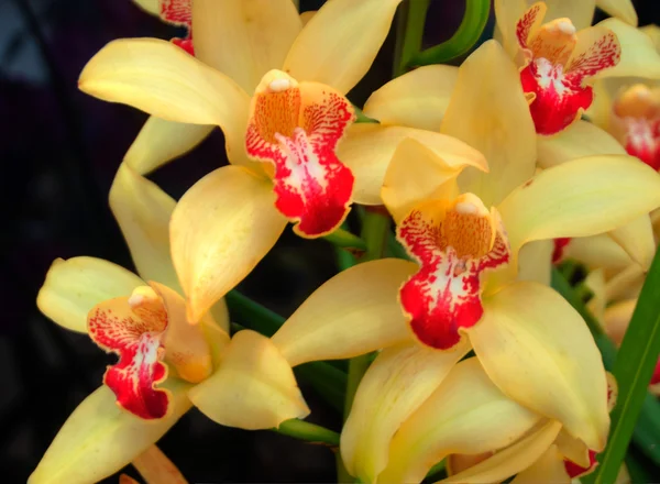 Orquídea —  Fotos de Stock