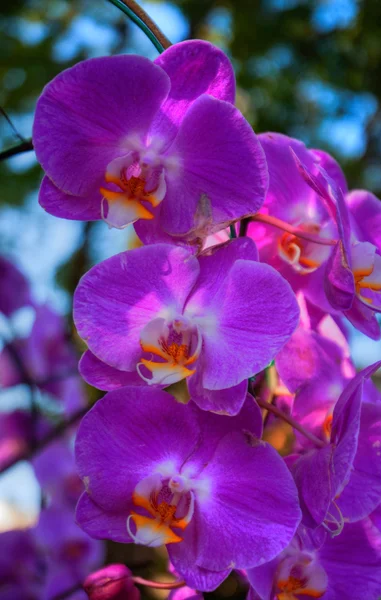 Orchidee — Stockfoto