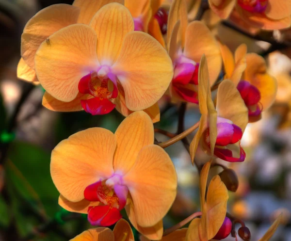 Orkidé Stockbild