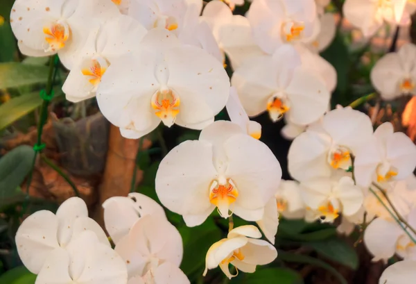 Orchidee — Stockfoto