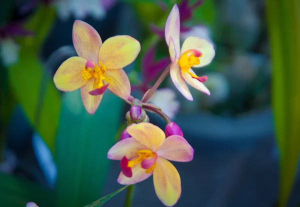 Orchideen — Stockfoto