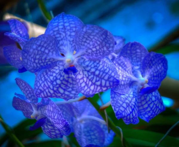 Orchideen — Stockfoto