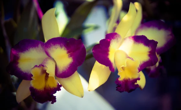 Orchideen — Stockfoto