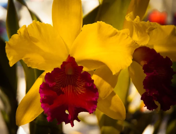 Orchideen — Stockfoto