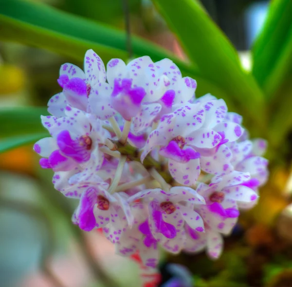 Orquídeas — Fotografia de Stock