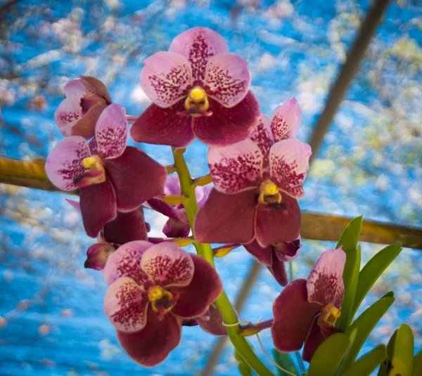 Orkidéer — Stockfoto