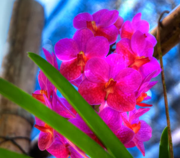 Orchideeën — Stockfoto