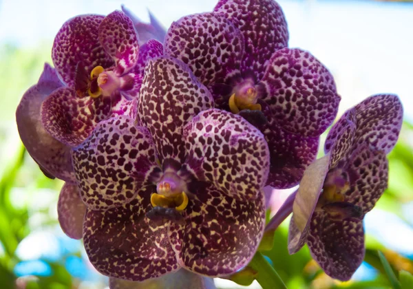 Orchideeën — Stockfoto