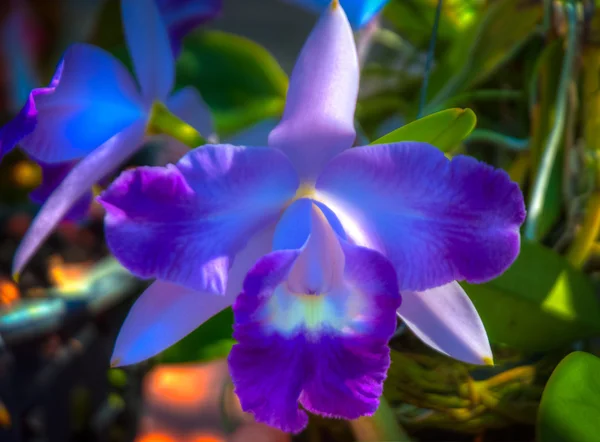 Orkidéer Stockfoto