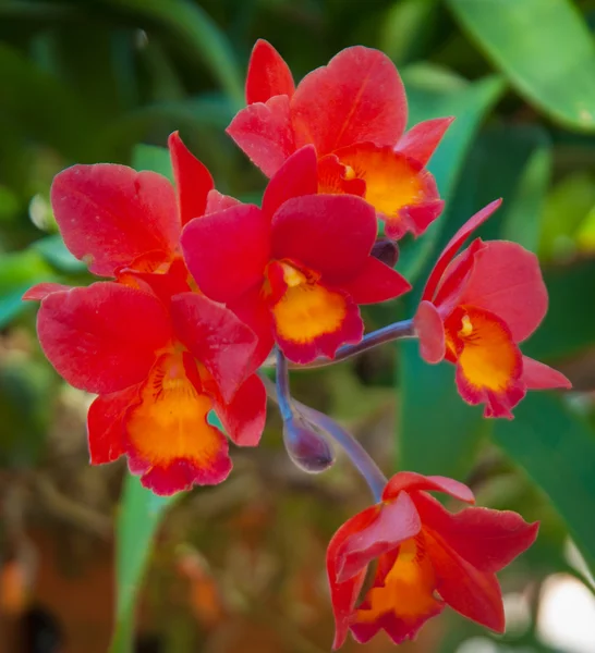 Orkidéer Royaltyfria Stockfoton