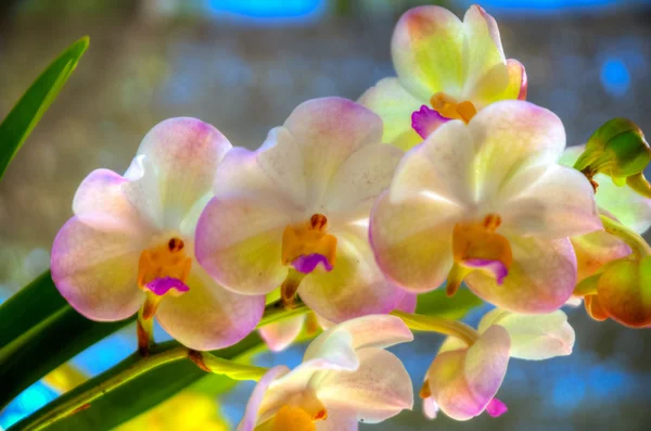 Orkidéer Royaltyfria Stockbilder