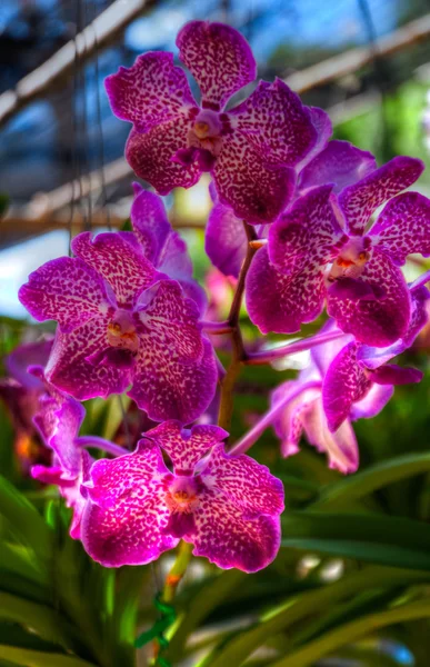 Orchideeën — Stockfoto