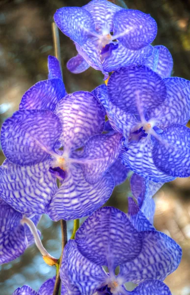 Orchidées — Photo